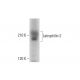 Latrophilin-2 Antibody (E-3) - Western Blotting - Image 317932 