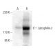 Latrophilin-2 Antibody (E-3) - Western Blotting - Image 398905