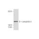Latrophilin-3 Antibody (B-6) - Western Blotting - Image 296954