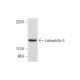 Latrophilin-3 Antibody (B-6) - Western Blotting - Image 298105 