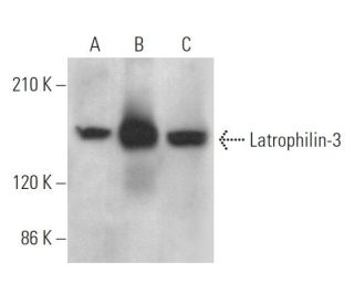 Latrophilin-3 Antibody (B-6) - Western Blotting - Image 369410 