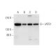 western blotting image from recommended LATS1 (G-12) monoclonal antibody replacement. Image 305786