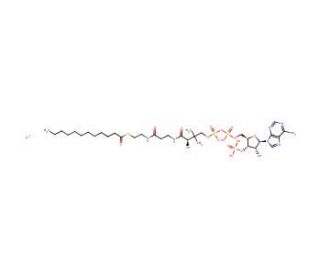 Lauroyl coenzyme A lithium salt (CAS 190063-12-8) - chemical structure image