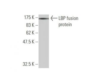 western blotting image from recommended LBP (4E8) monoclonal antibody replacement. Image 348534
