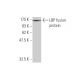 western blotting image from recommended LBP (4E8) monoclonal antibody replacement. Image 348534