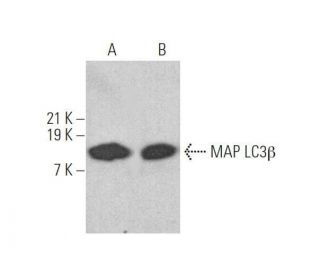 LC3B Antibody (G-9) - Western Blotting - Image 353348