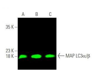 LC3A/LC3B Antibody (G-4) - Western Blotting - Image 374248
