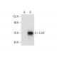 LCAT Antibody (B-4) - Western Blotting - Image 303917
