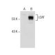 LCAT Antibody (D-3) - Western Blotting - Image 157486 