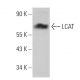 LCAT Antibody (D-3) - Western Blotting - Image 359237 
