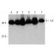 western blotting image from recommended Lck (3A5) monoclonal antibody replacement. Image 384026