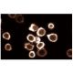 Lck BP-1 Antibody (9) - Immunofluorescence - Image 60630