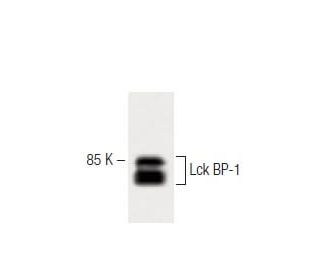 Lck BP-1 Antibody (9) - Western Blotting - Image 60349 