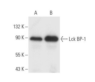 Lck BP-1 Antibody (B-8) - Western Blotting - Image 9588 