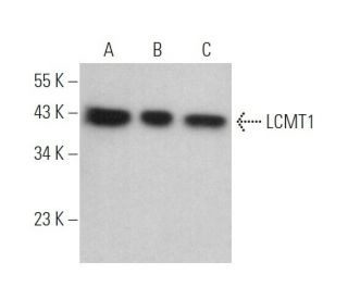 LCMT1 Antibody (4A4) - Western Blotting - Image 373139 