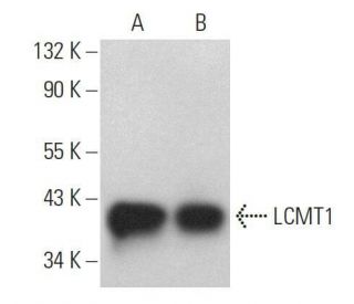 LCMT1 Antibody (C-8) - Western Blotting - Image 359197 