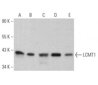 LCMT1 Antibody (D-10) - Western Blotting - Image 362857 