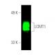 LCMT1 Antibody (D-10) - Western Blotting - Image 391293 