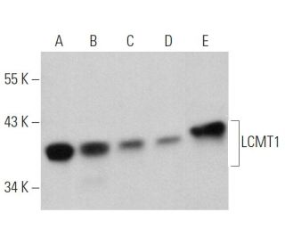 LCMT1 Antibody (F-4) - Western Blotting - Image 360663 