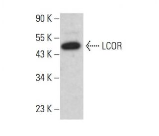 LCOR Antibody (C-4) - Western Blotting - Image 382848 