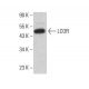 LCOR Antibody (C-4) - Western Blotting - Image 382848 