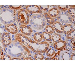LCOR Antibody (C-6) - Immunohistochemistry - Image 286501 