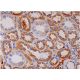 LCOR Antibody (C-6) - Immunohistochemistry - Image 286501 