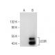 LCOR Antibody (C-6) - Western Blotting - Image 260762 