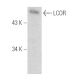 LCOR Antibody (C-6) - Western Blotting - Image 389377
