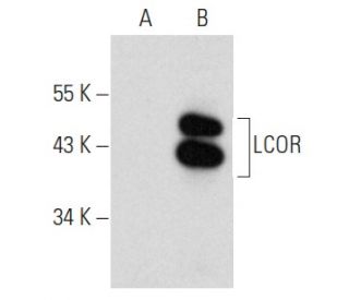 LCOR Antibody (G-2) - Western Blotting - Image 354252