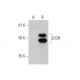 LCOR Antibody (G-4) - Western Blotting - Image 352612