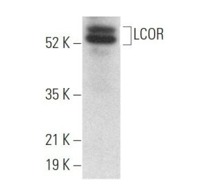 LCOR Antibody (G-4) - Western Blotting - Image 373166 
