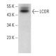 LCOR Antibody (G-4) - Western Blotting - Image 383045 