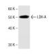 LDH-A Antibody (5) - Western Blotting - Image 136763