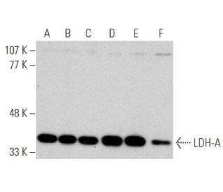 Anti Ldh A Antibody E 9 Scbt Santa Cruz Biotechnology