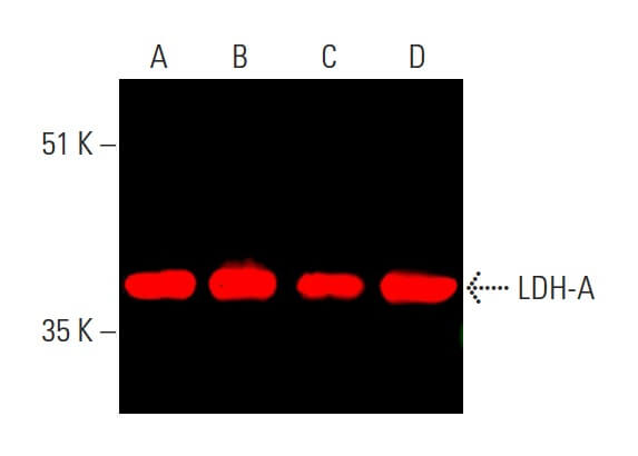 逆輸入 ldh-a-antibody-e-9-western- Nail Chip / Attached Nails