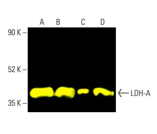 ldh-a-antibody-e-9-western-