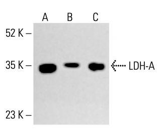 LDH-A Antibody (E-9) | SCBT - Santa Cruz Biotechnology