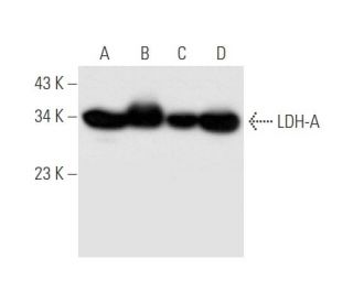 LDH-A Antibody (F-3) - Western Blotting - Image 62639 