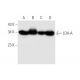 LDH-A Antibody (F-3) - Western Blotting - Image 62639 