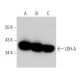 LDH-A Antibody (F-3) - Western Blotting - Image 355313 