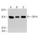 LDH-A Antibody (F-3) - Western Blotting - Image 413534