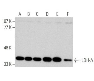western blotting image from recommended LDH-A (E-9) monoclonal antibody replacement. Image 370767