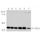 western blotting image from recommended LDH-A (E-9) monoclonal antibody replacement. Image 370767