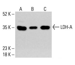 LDH-A Antibody (F-3) - Western Blotting - Image 413534