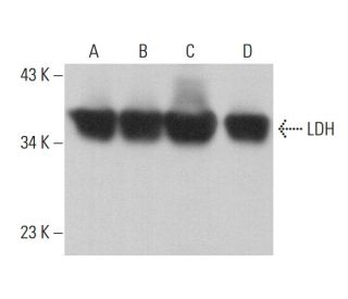 western blotting image from recommended LDH (H-10) monoclonal antibody replacement. Image 377957