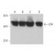 western blotting image from recommended LDH (H-10) monoclonal antibody replacement. Image 377957