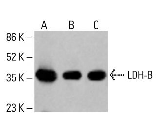 LDH-B Antibody (431.1) - Western Blotting - Image 412745