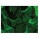LDH-C Antibody (D-9) - Immunofluorescence - Image 149320