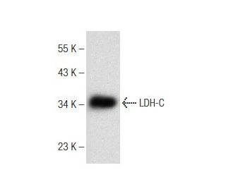 LDH-C Antibody (D-9) - Western Blotting - Image 148765 
